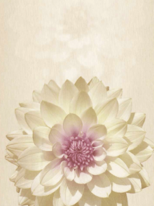 Twilight Jasmine Blooms Wallpaper